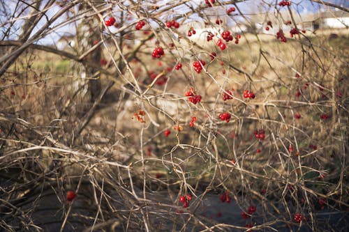 Red berries on a tree branch near a river