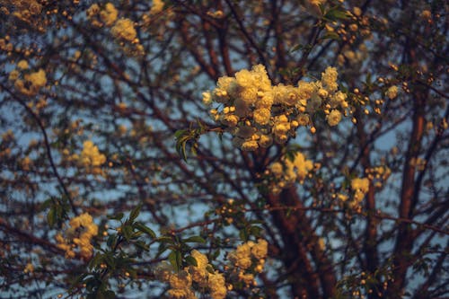 A tree with white flowers in the background