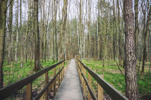 Imagine de stoc gratuită din arbori, arc, codru