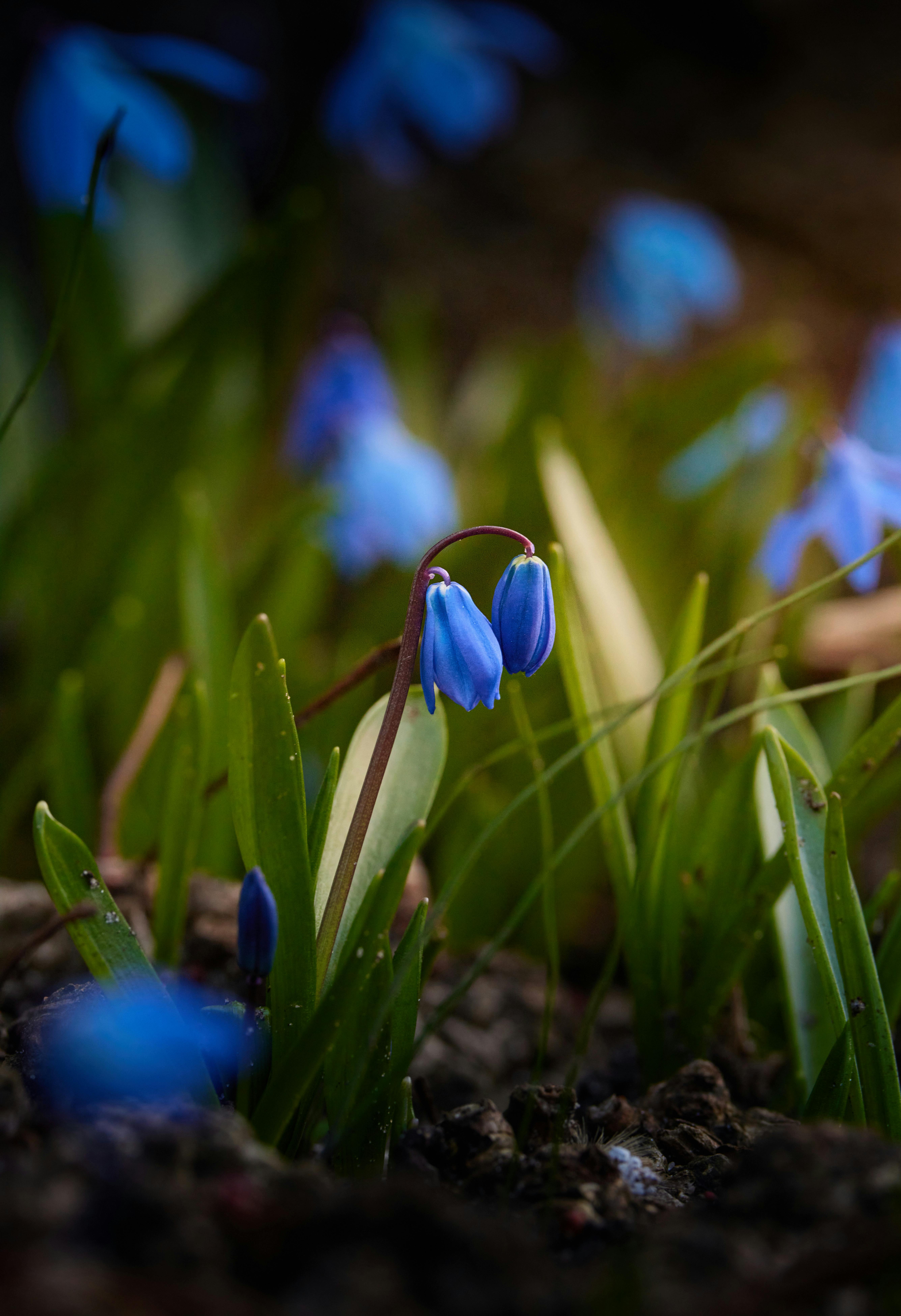 Captivating close-up of blue Siberian squill flowers blooming in a spring garden.