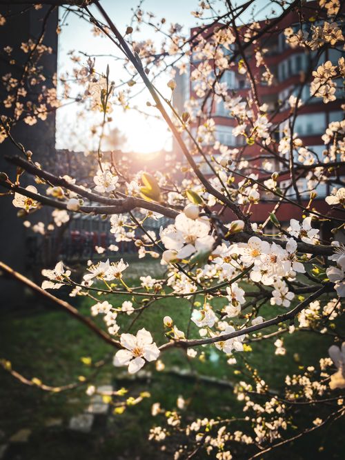 Free Beautiful cherry blossoms backlit by the sun in an urban Berlin setting during spring. Stock Photo