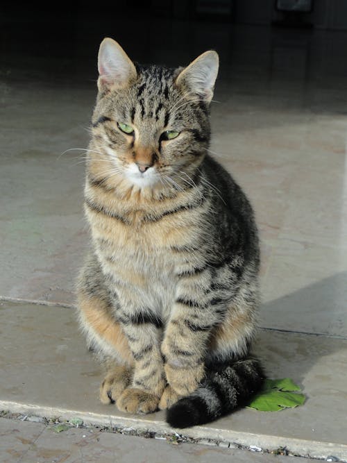 Kostenloses Stock Foto zu haustier, kätzchen, katze