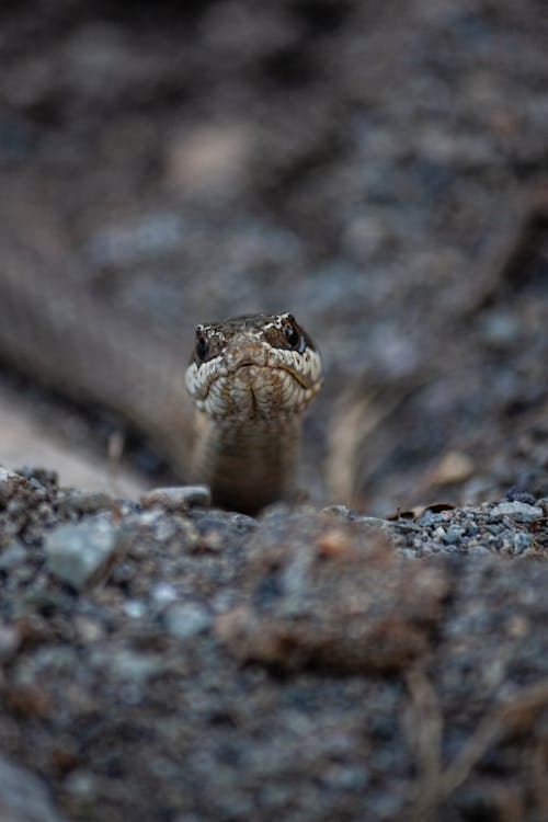 Photos gratuites de caillou, nature, photographie animalière