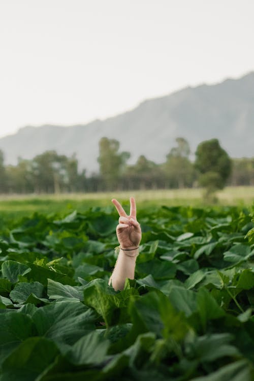A person making the peace sign in a field