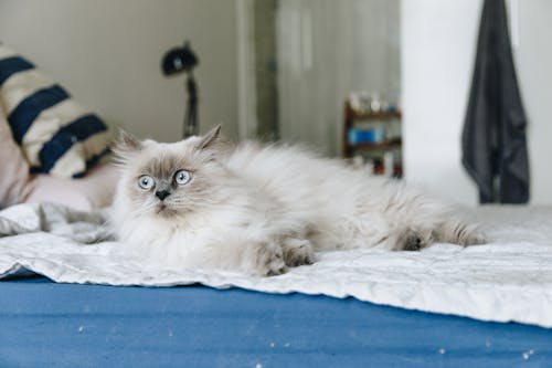 Foto De Gato Acostado En La Cama