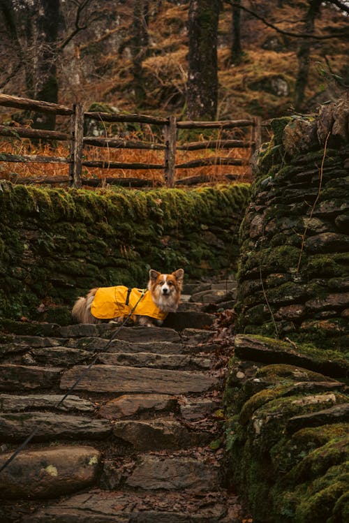 ステップ, ハイキング, ペットの無料の写真素材