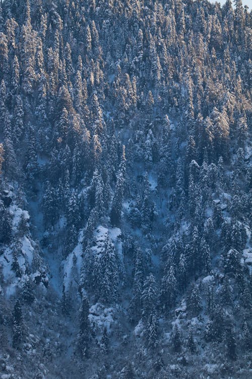 Fotobanka s bezplatnými fotkami na tému chladný, krajina, les