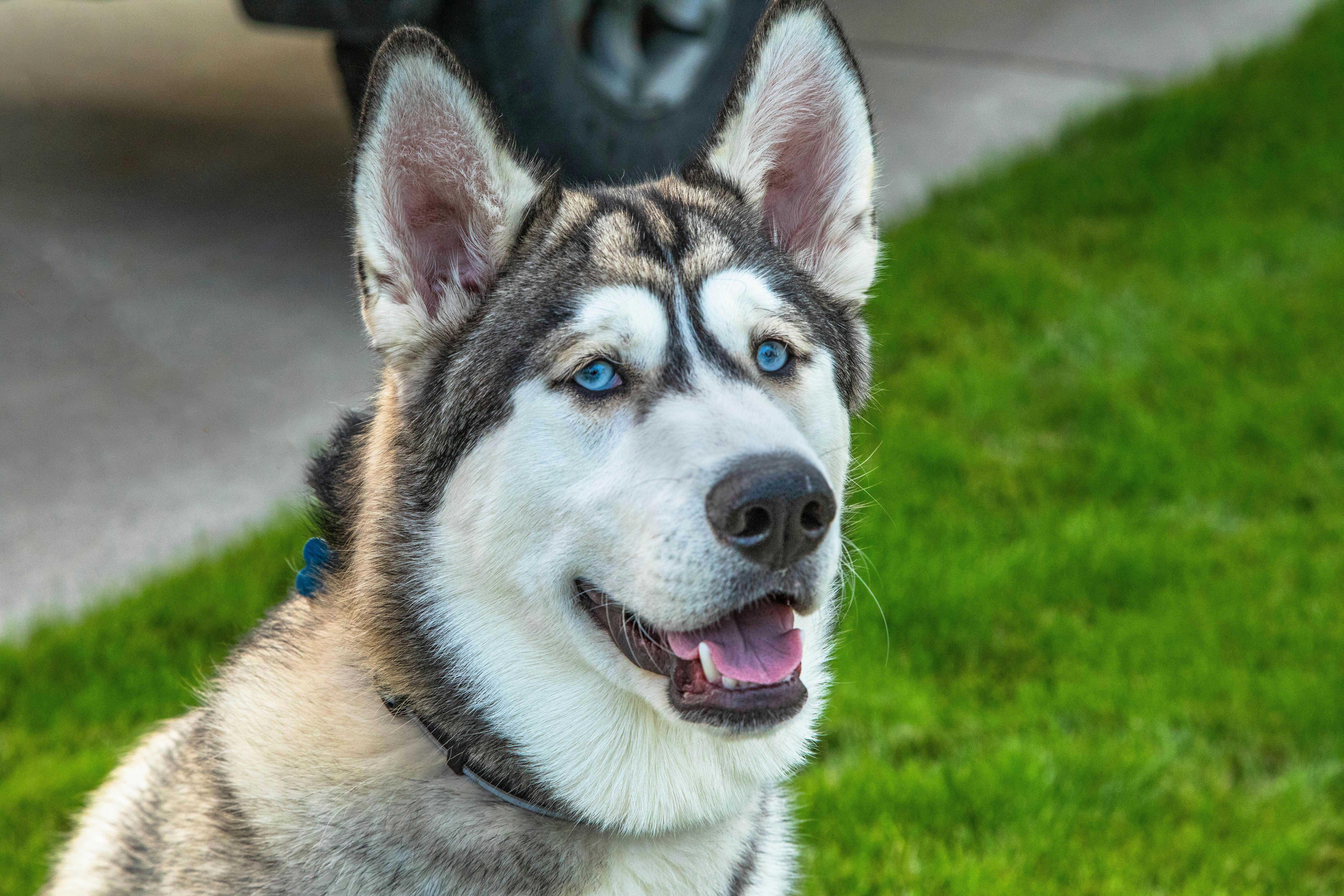 Portrait of Husky Dog