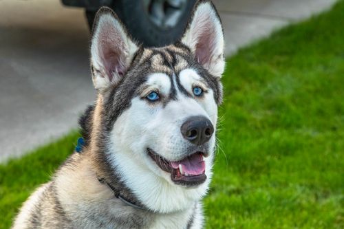 Free Close-up portrait of a happy Siberian Husky with bright blue eyes in an outdoor setting. Stock Photo