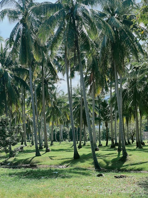 Darmowe zdjęcie z galerii z las, natura, palmy