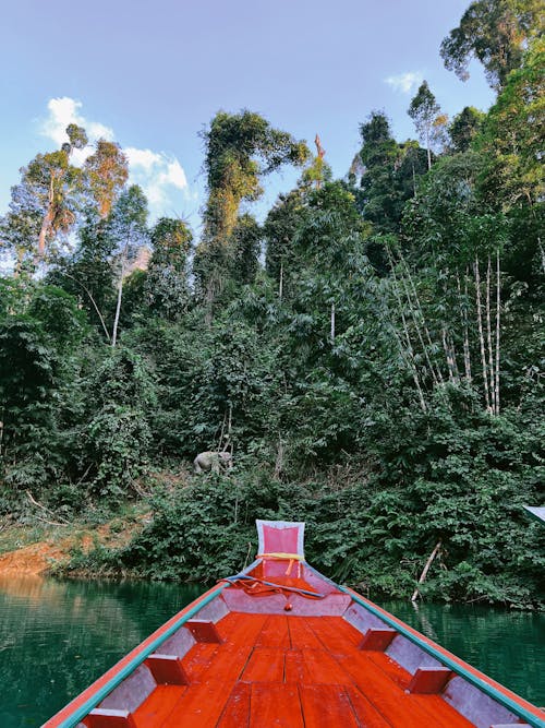 Immagine gratuita di alberi, arco, barca