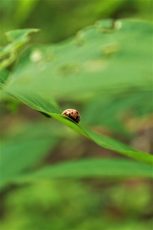 bitki, Biyoloji, böcekler içeren Ücretsiz stok fotoğraf