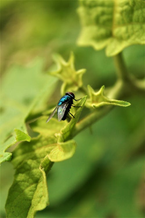 Kostenloses Stock Foto zu blatt, fliege, grün