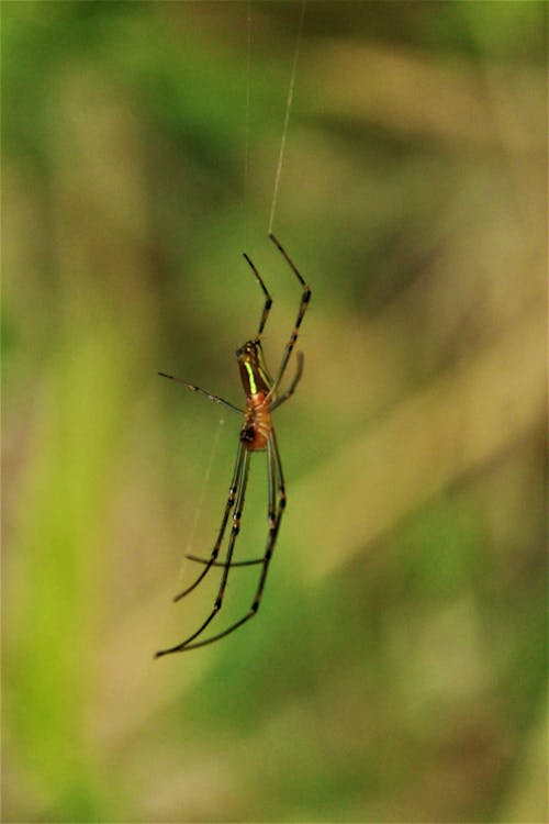 Foto profissional grátis de animais selvagens, animal, aranha