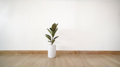 Aesthetic Rubber plant in the wood floor