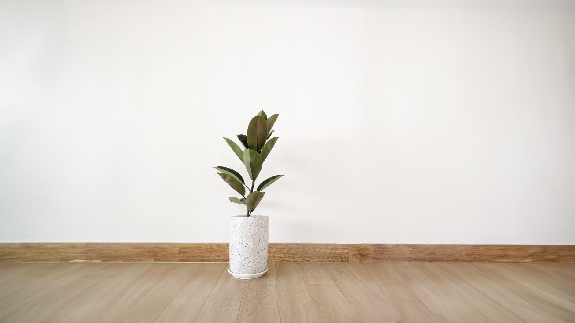 A single green plant in a speckled pot against a white wall and wooden floor.