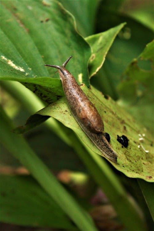 Kostenloses Stock Foto zu blätter, natur, schnecke