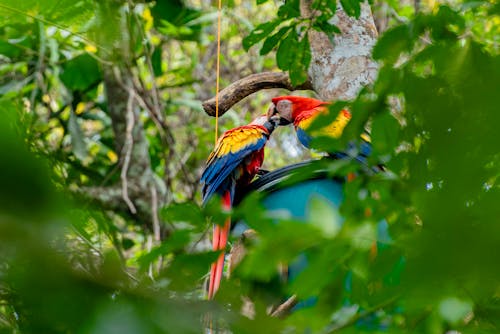 Guacamaya roja 1