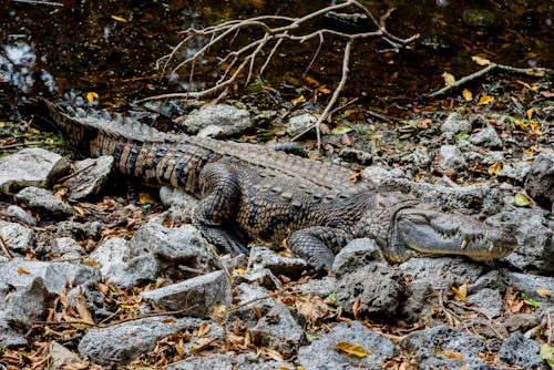 Základová fotografie zdarma na téma aligátor, divočina, divoký