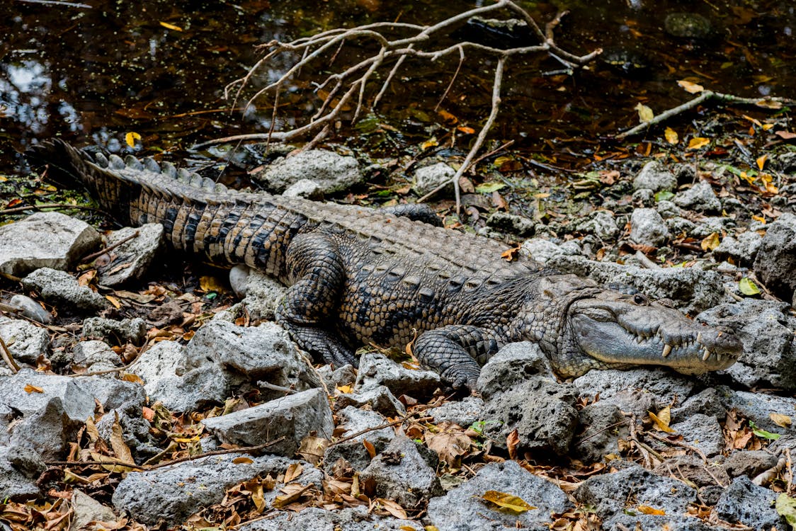 Crocodile Among Rocks 