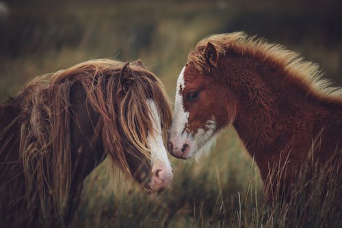 Two horses in a field