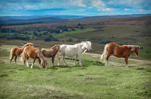 A group of horses standing on a green hill