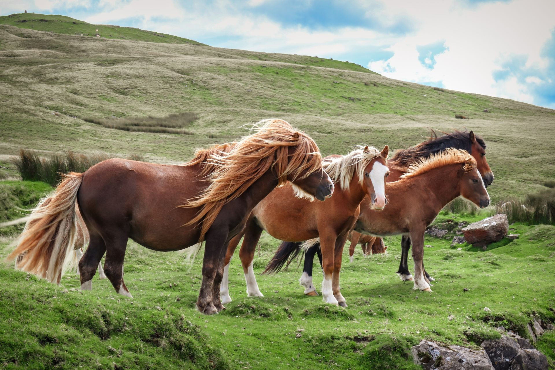 A group of wild horses with flowing manes roam freely in a lush, green valley.