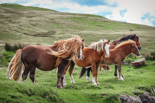 arazi, atlar, çayır içeren Ücretsiz stok fotoğraf