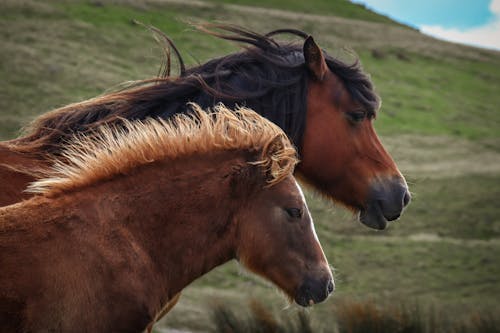 Fotos de stock gratuitas de al aire libre, caballería, caballo