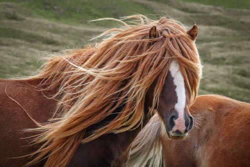 atlar, aygır, bitki örtüsü içeren Ücretsiz stok fotoğraf