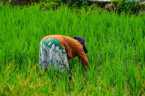 A woman is bending down in the middle of a rice field