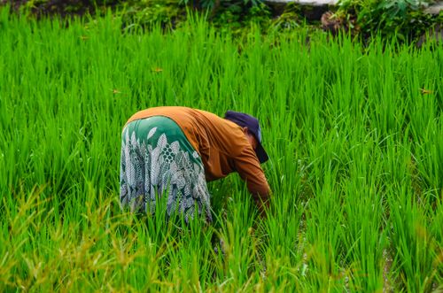 Free A farmer bends over to tend to rice crops in a vibrant green field, highlighting traditional agriculture. Stock Photo