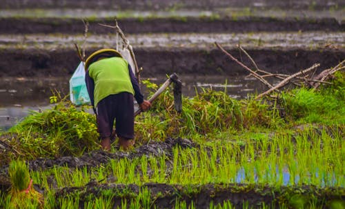 A man is working in a rice field