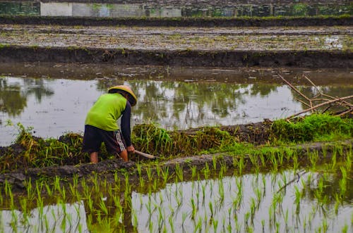A man in a yellow vest is working in a rice field