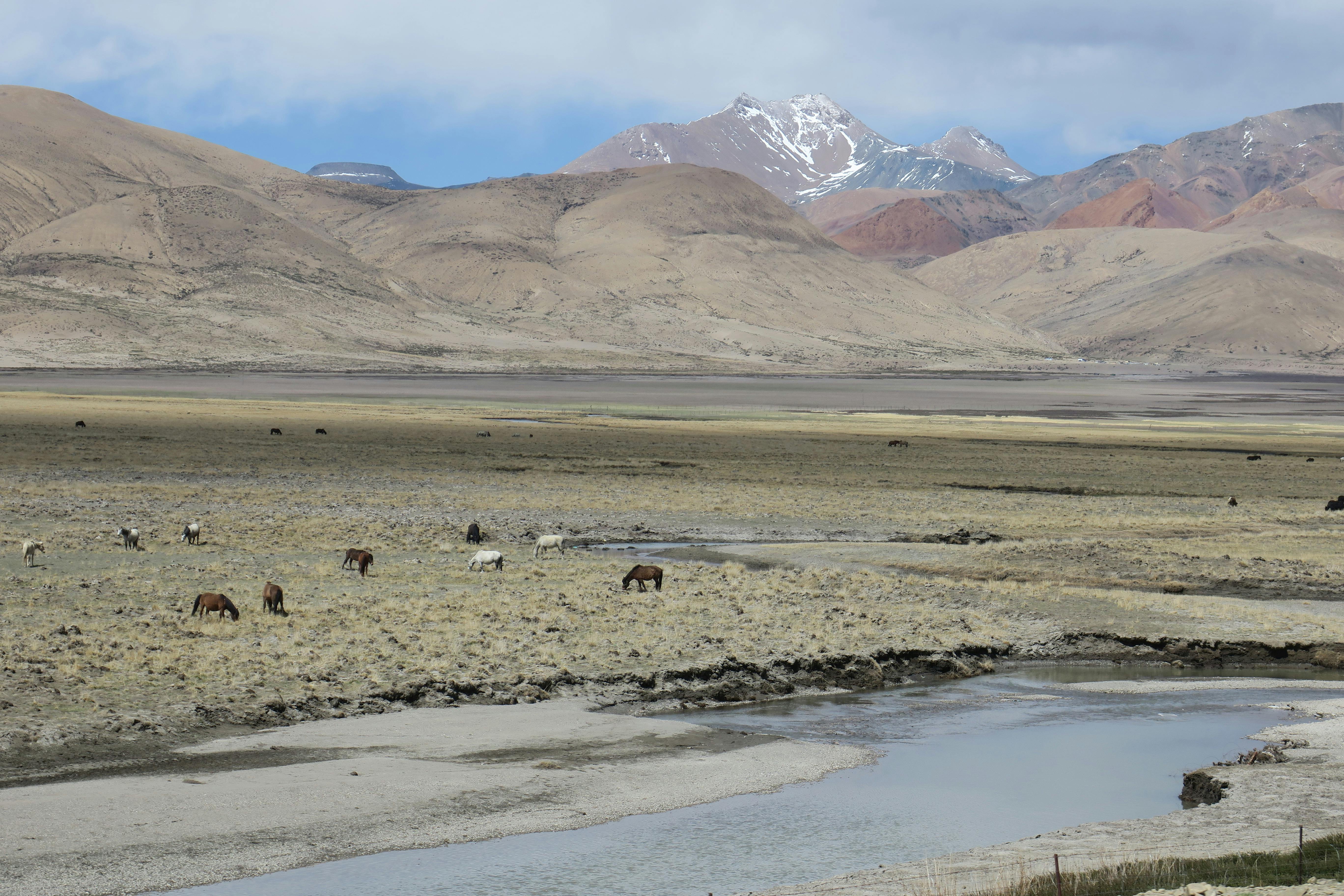 Horses grazing in a vast, dry valley with mountains in the background under a partly cloudy sky.