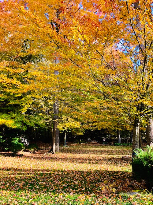 Gratis stockfoto met bomen, herfst, natuur