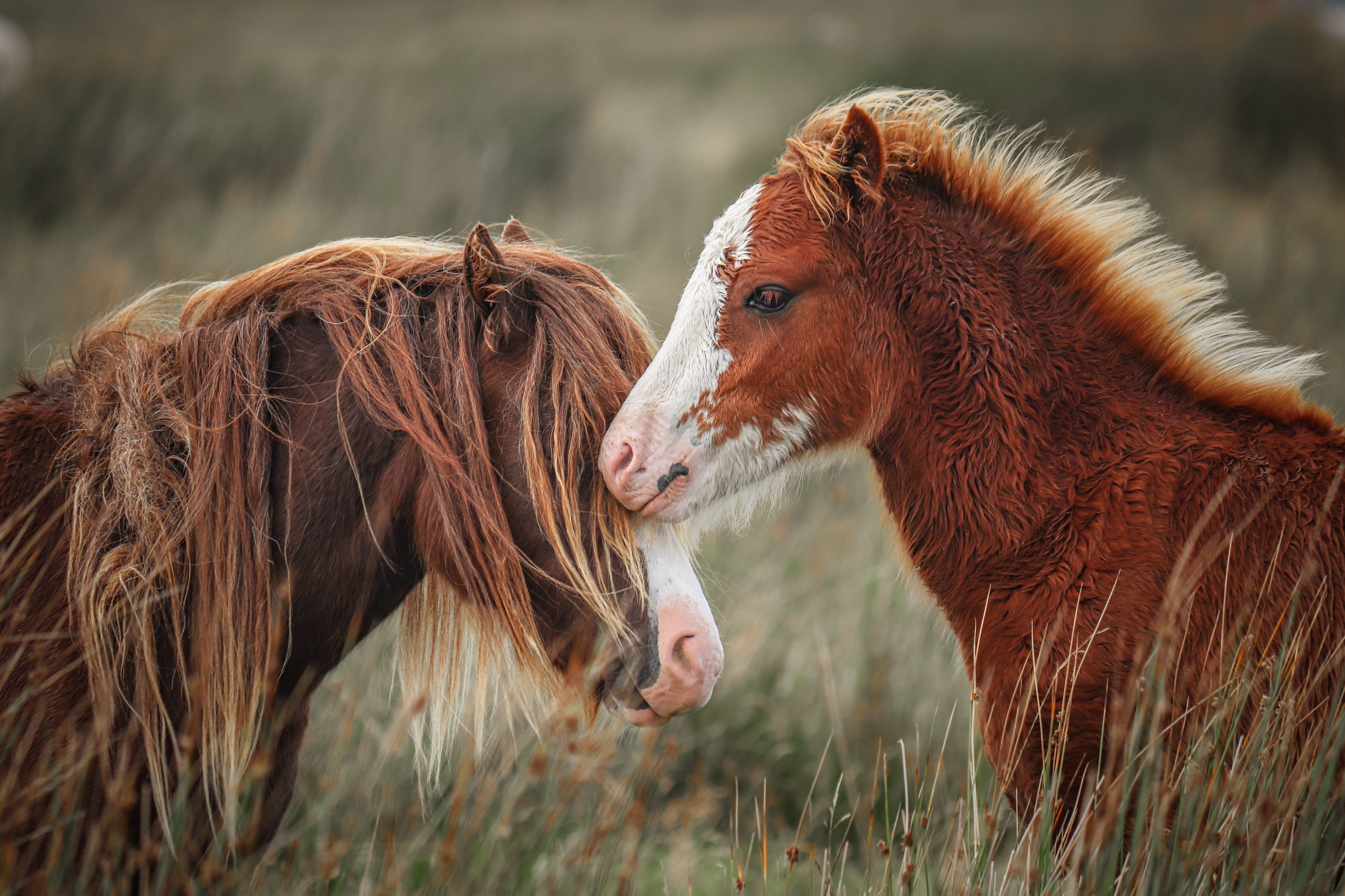 Two horses gently interacting in a rustic field, showcasing natural beauty and serenity.