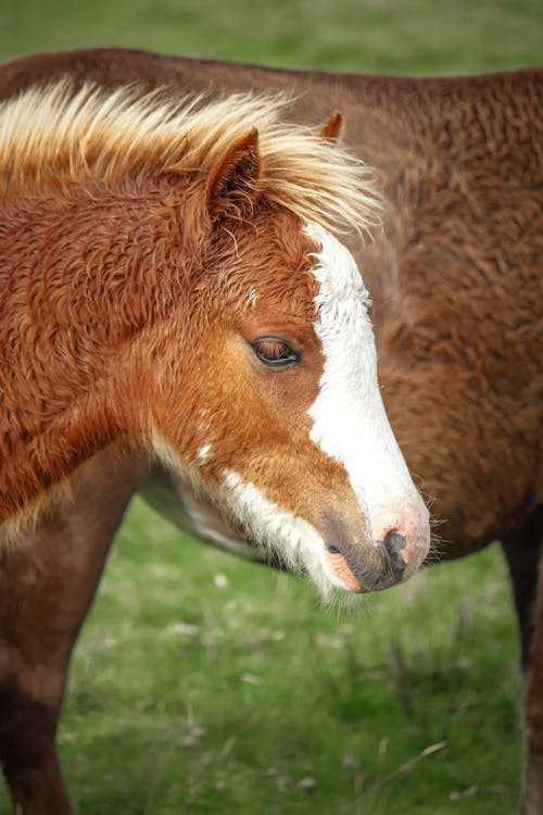 Foto d'estoc gratuïta de bestiar, camp, cavalls