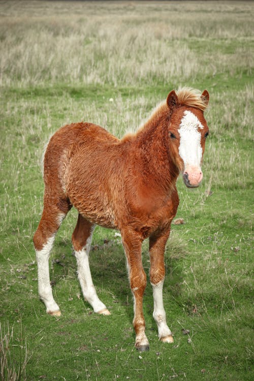 Gratis stockfoto met dierenfotografie, landelijk, paard