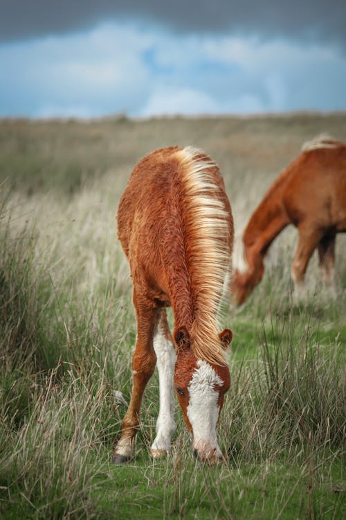 Photos gratuites de bétail, chevaux, clairière