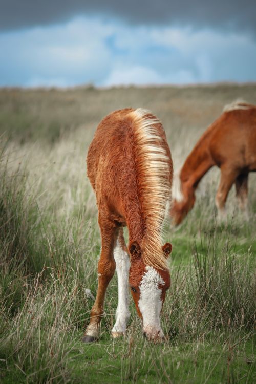 Free Two horses graze calmly in a rural field under a cloudy sky, showcasing serene nature. Stock Photo
