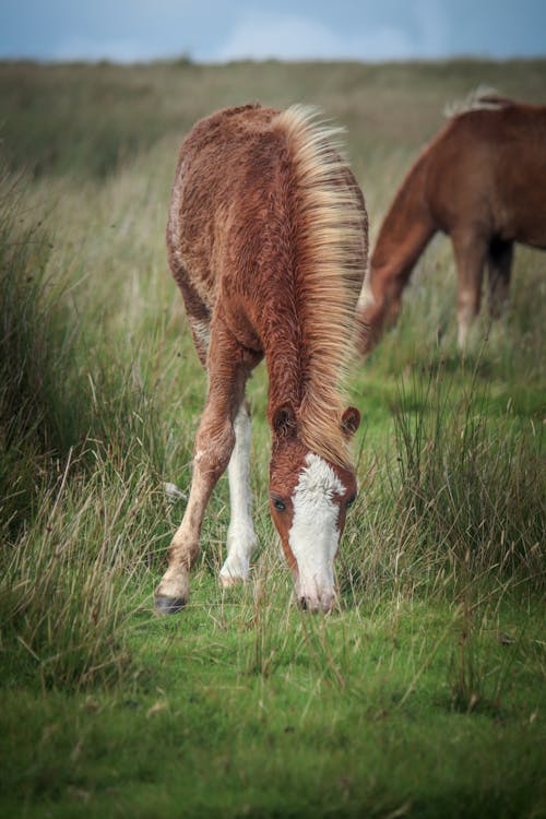 Foto d'estoc gratuïta de bestiar, camp, cavalls