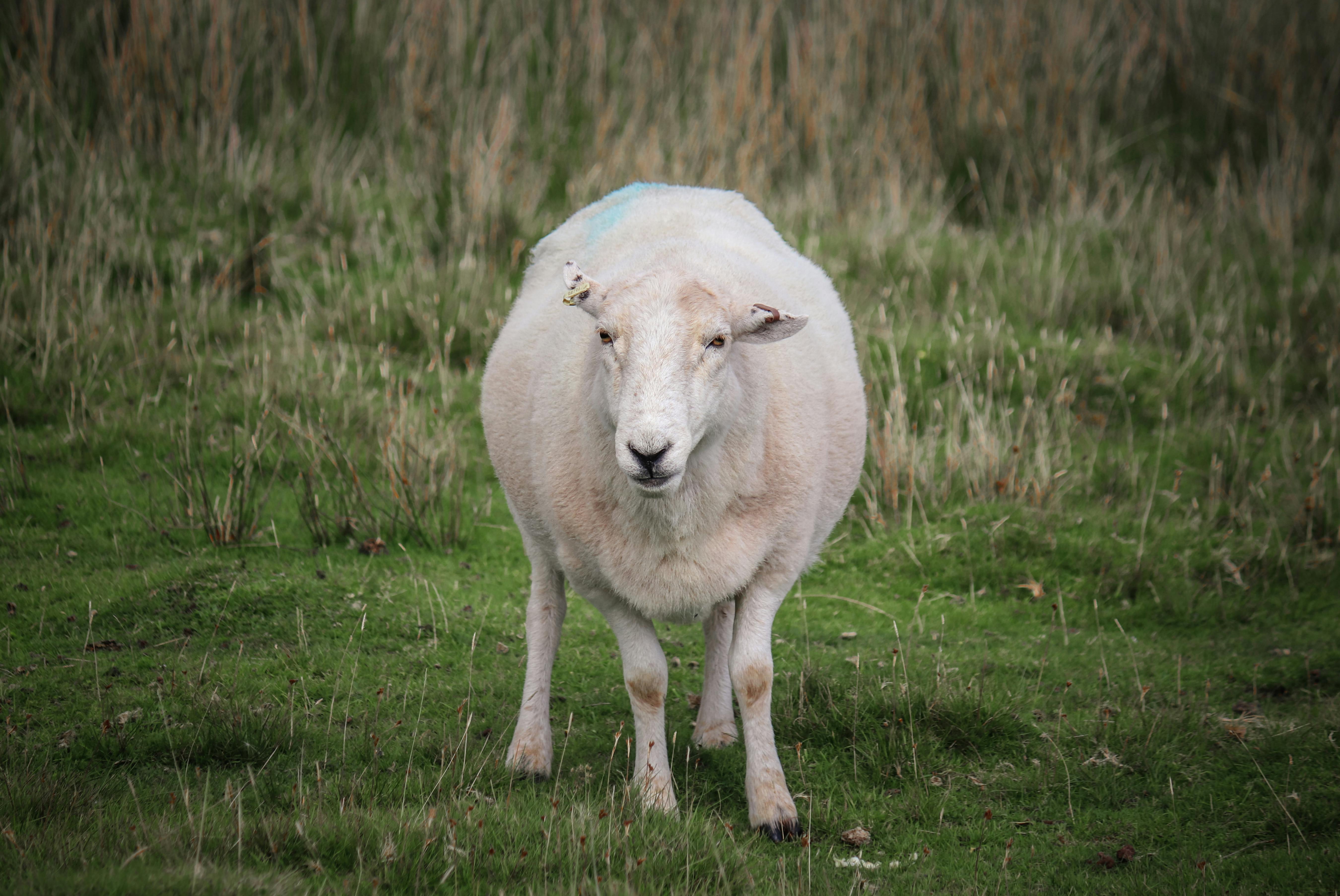 A Sheep on a Pasture