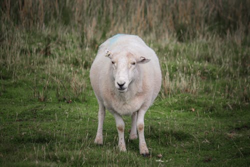 Безкоштовне стокове фото на тему «вівці, поле, сільський»