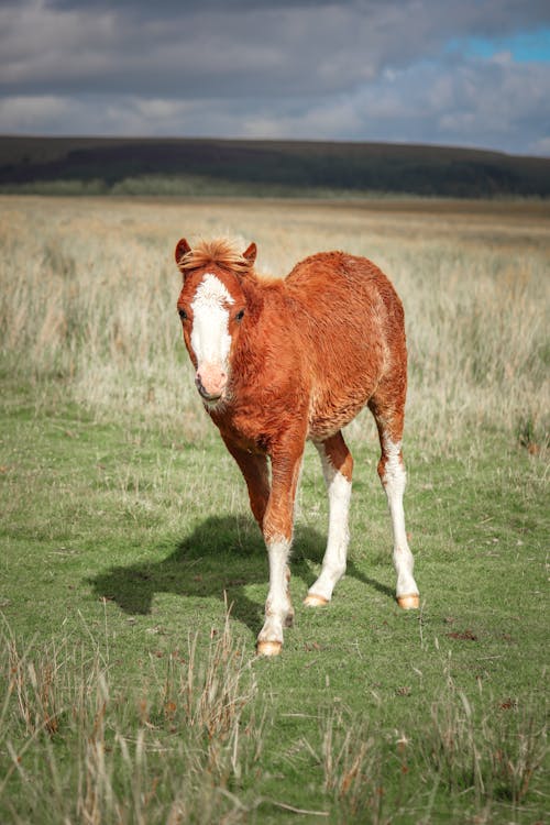 Horse Colt on Grassland