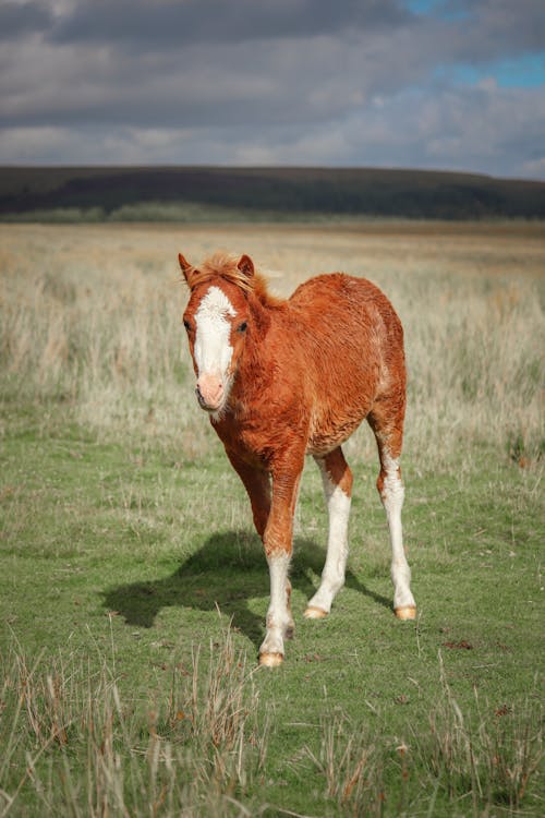 Gratis stockfoto met dierenfotografie, landelijk, landschap