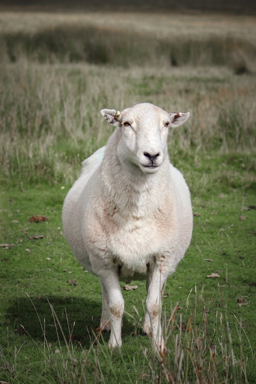A sheep standing in a grassy field with a fence in the background