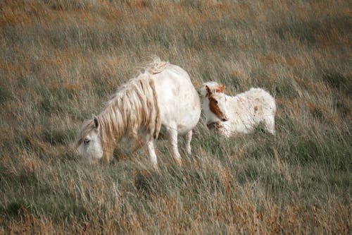 Fotos de stock gratuitas de caballos, campo, fotografía de animales