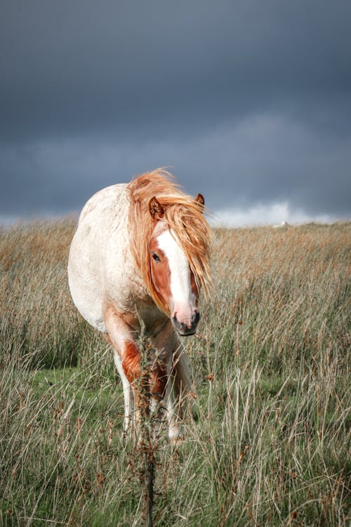 Gratis arkivbilde med dyrefotografering, gressmark, hest