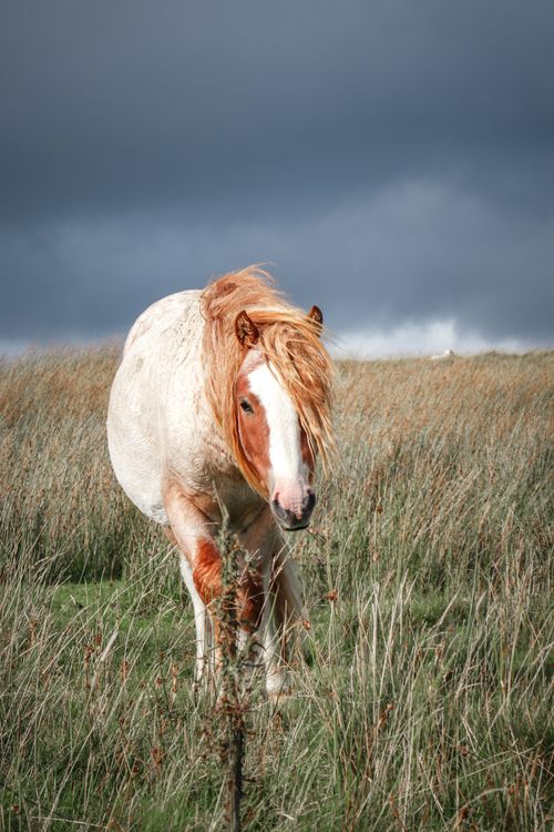 Free A striking horse standing in a countryside field, highlighting nature's beauty. Stock Photo